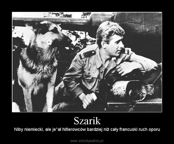 Szarik – Niby niemiecki, ale je*ał hitlerowców bardziej niż cały francuski ruch oporu 