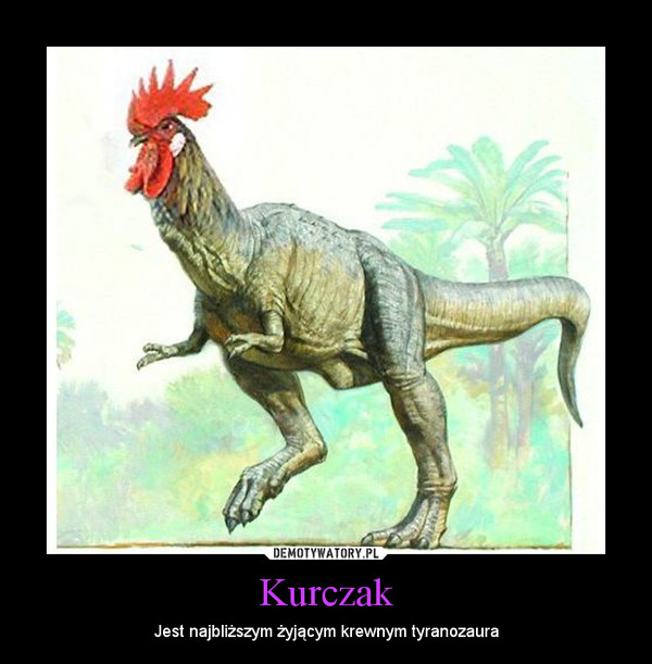 Kurczak – Jest najbliższym żyjącym krewnym tyranozaura 