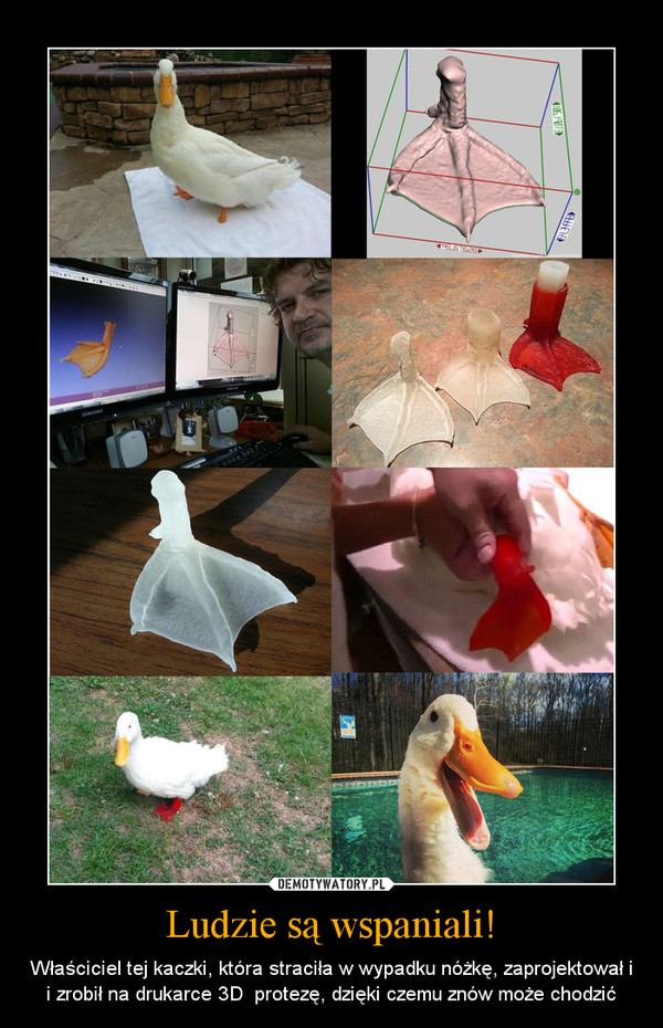 Ludzie są wspaniali! – Właściciel tej kaczki, która straciła w wypadku nóżkę, zaprojektował i i zrobił na drukarce 3D  protezę, dzięki czemu znów może chodzić 