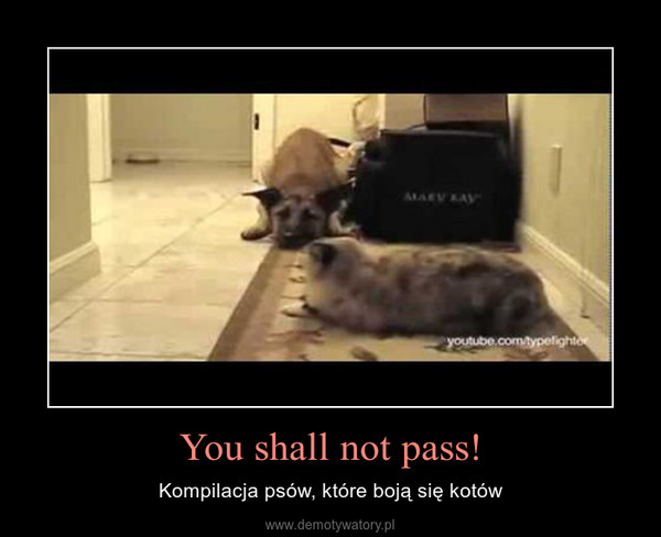 You shall not pass! – Kompilacja psów, które boją się kotów 