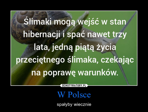 W Polsce