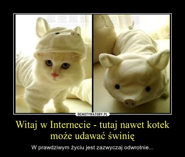 Witaj w Internecie - tutaj nawet kotek może udawać świnię – W prawdziwym życiu jest zazwyczaj odwrotnie... 