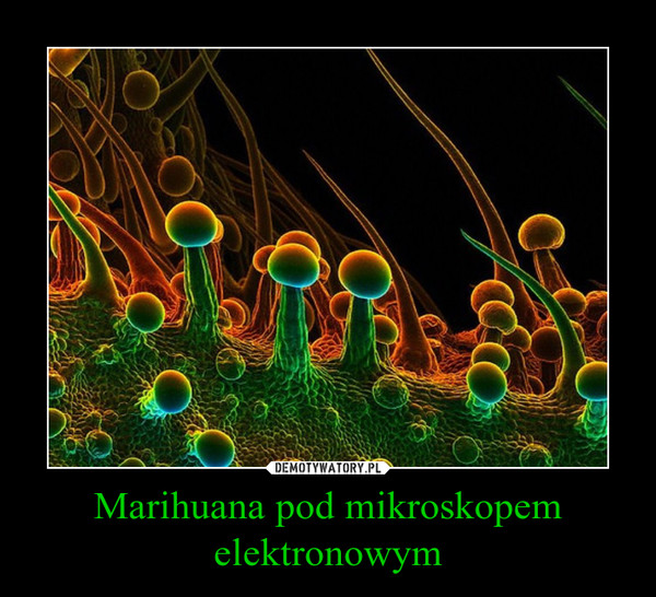 Marihuana pod mikroskopem elektronowym –  