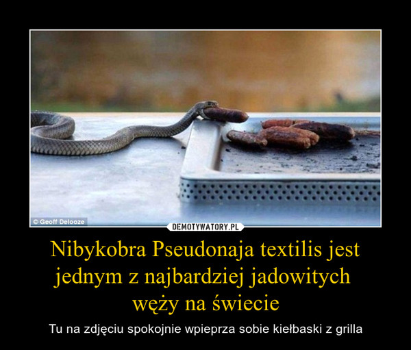 Nibykobra Pseudonaja textilis jest jednym z najbardziej jadowitych 
węży na świecie