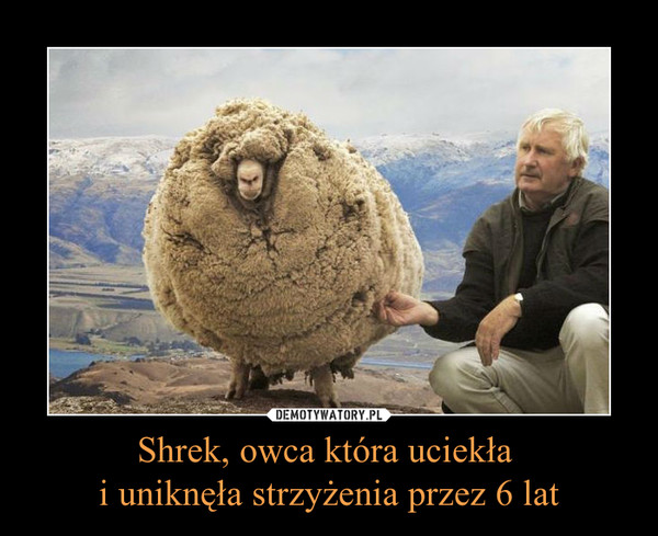 Shrek, owca która uciekła i uniknęła strzyżenia przez 6 lat –  