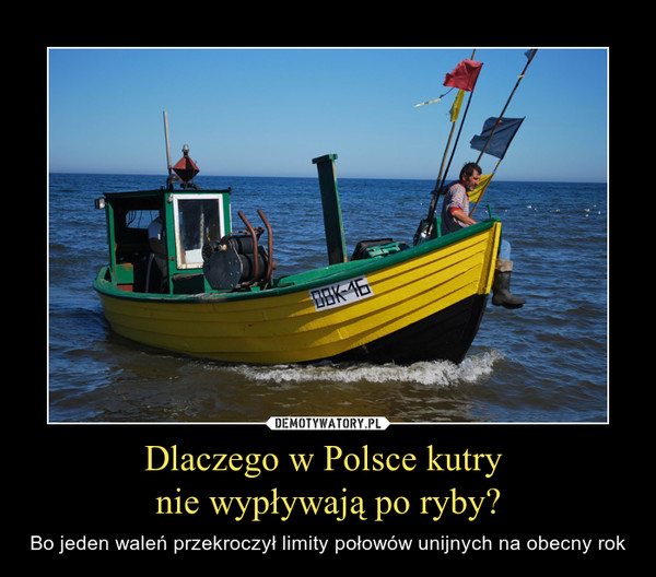 Dlaczego w Polsce kutry nie wypływają po ryby? – Bo jeden waleń przekroczył limity połowów unijnych na obecny rok 
