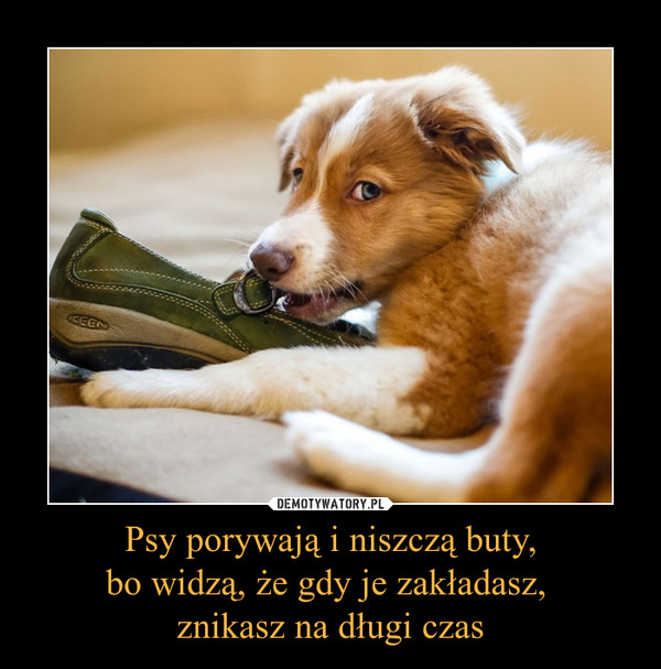 Psy porywają i niszczą buty,bo widzą, że gdy je zakładasz, znikasz na długi czas –  