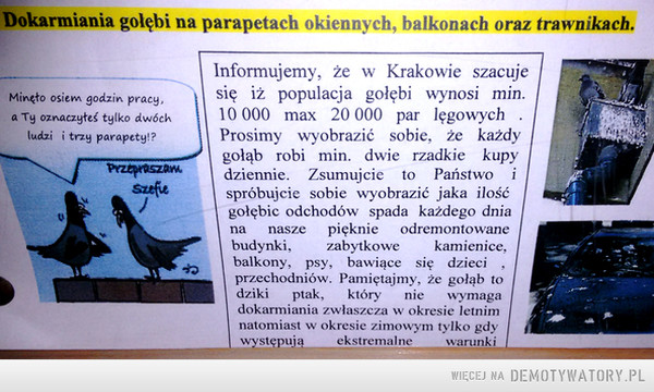 O krakowskich gołębiach... i ich odchodach –  