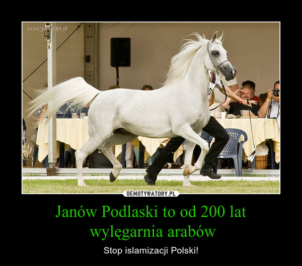 Janów Podlaski to od 200 lat wylęgarnia arabów – Stop islamizacji Polski! 