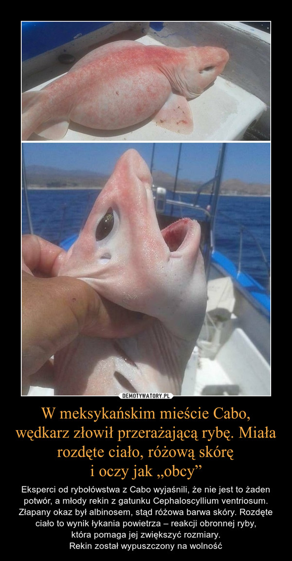 W meksykańskim mieście Cabo, wędkarz złowił przerażającą rybę. Miała rozdęte ciało, różową skóręi oczy jak „obcy” – Eksperci od rybołówstwa z Cabo wyjaśnili, że nie jest to żaden potwór, a młody rekin z gatunku Cephaloscyllium ventriosum. Złapany okaz był albinosem, stąd różowa barwa skóry. Rozdęte ciało to wynik łykania powietrza – reakcji obronnej ryby,która pomaga jej zwiększyć rozmiary.Rekin został wypuszczony na wolność 
