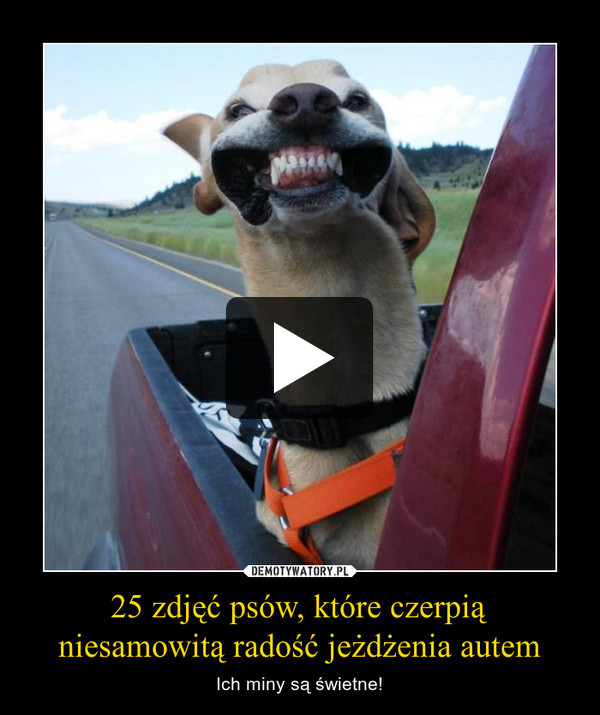25 zdjęć psów, które czerpią niesamowitą radość jeżdżenia autem – Ich miny są świetne! 