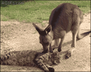 Jak widać na załączonym obrazku – koty nie lubią kangurów, a te nie mają pojęcia dlaczego... 