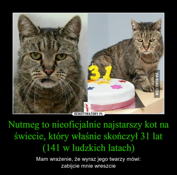Nutmeg to nieoficjalnie najstarszy kot na świecie, który właśnie skończył 31 lat (141 w ludzkich latach)