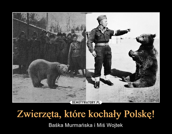 Zwierzęta, które kochały Polskę! – Baśka Murmańska i Miś Wojtek 
