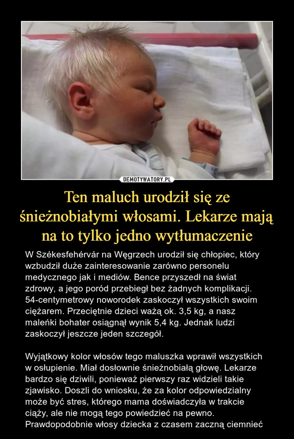 Ten maluch urodził się ze śnieżnobiałymi włosami. Lekarze mają na to tylko jedno wytłumaczenie – W Székesfehérvár na Węgrzech urodził się chłopiec, który wzbudził duże zainteresowanie zarówno personelu medycznego jak i mediów. Bence przyszedł na świat zdrowy, a jego poród przebiegł bez żadnych komplikacji. 54-centymetrowy noworodek zaskoczył wszystkich swoim ciężarem. Przeciętnie dzieci ważą ok. 3,5 kg, a nasz maleńki bohater osiągnął wynik 5,4 kg. Jednak ludzi zaskoczył jeszcze jeden szczegół.Wyjątkowy kolor włosów tego maluszka wprawił wszystkich w osłupienie. Miał dosłownie śnieżnobiałą głowę. Lekarze bardzo się dziwili, ponieważ pierwszy raz widzieli takie zjawisko. Doszli do wniosku, że za kolor odpowiedzialny może być stres, którego mama doświadczyła w trakcie ciąży, ale nie mogą tego powiedzieć na pewno. Prawdopodobnie włosy dziecka z czasem zaczną ciemnieć 
