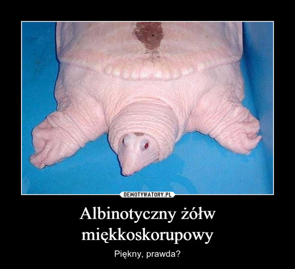 Albinotyczny żółw miękkoskorupowy – Piękny, prawda? 