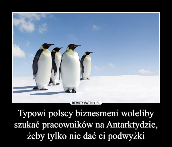 Typowi polscy biznesmeni woleliby szukać pracowników na Antarktydzie, żeby tylko nie dać ci podwyżki –  