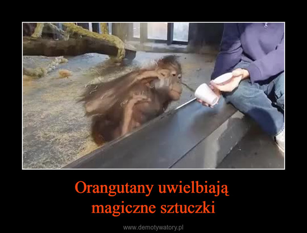 Orangutany uwielbiają magiczne sztuczki –  