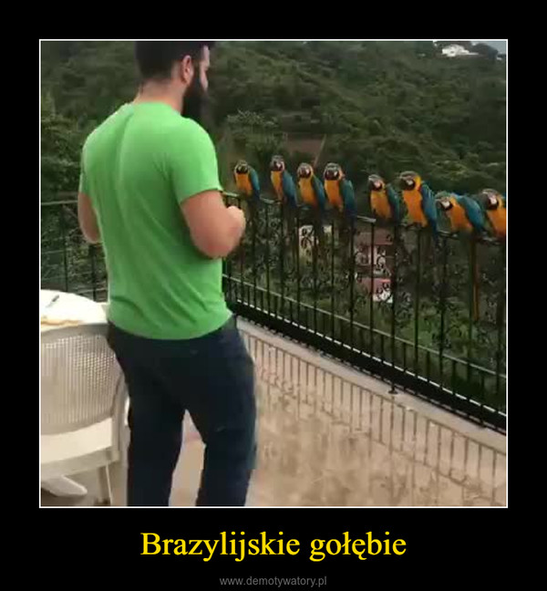 Brazylijskie gołębie –  