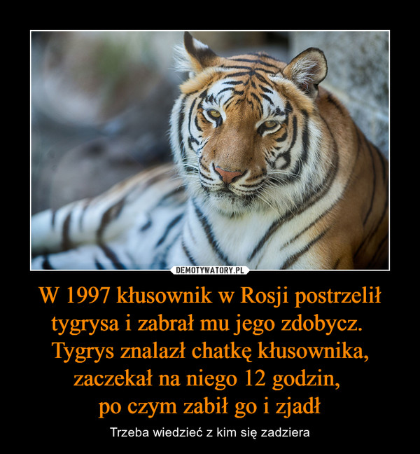 W 1997 kłusownik w Rosji postrzelił tygrysa i zabrał mu jego zdobycz. 
Tygrys znalazł chatkę kłusownika, zaczekał na niego 12 godzin, 
po czym zabił go i zjadł