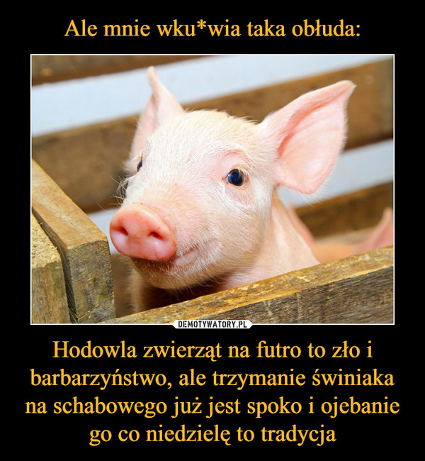 Ale mnie wku*wia taka obłuda: Hodowla zwierząt na futro to zło i barbarzyństwo, ale trzymanie świniaka na schabowego już jest spoko i ojebanie go co niedzielę to tradycja