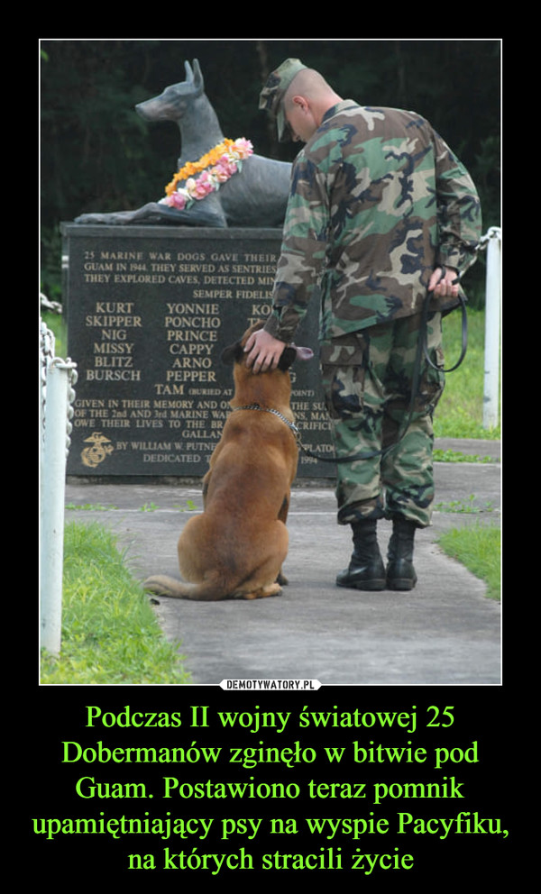 Podczas II wojny światowej 25 Dobermanów zginęło w bitwie pod Guam. Postawiono teraz pomnik upamiętniający psy na wyspie Pacyfiku, na których stracili życie –  