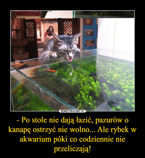 - Po stole nie dają łazić, pazurów o kanapę ostrzyć nie wolno... Ale rybek w akwarium póki co codziennie nie przeliczają!