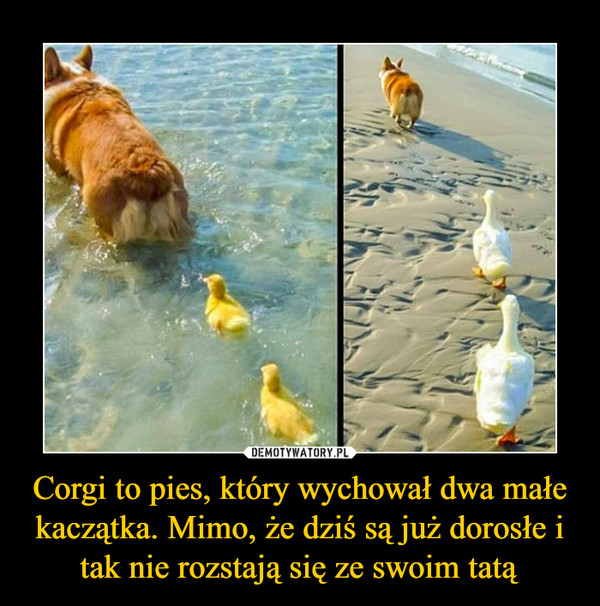 Corgi to pies, który wychował dwa małe kaczątka. Mimo, że dziś są już dorosłe i tak nie rozstają się ze swoim tatą –  