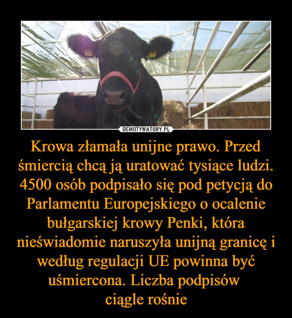 Krowa złamała unijne prawo. Przed śmiercią chcą ją uratować tysiące ludzi. 4500 osób podpisało się pod petycją do Parlamentu Europejskiego o ocalenie bułgarskiej krowy Penki, która nieświadomie naruszyła unijną granicę i według regulacji UE powinna być uśmiercona. Liczba podpisów ciągle rośnie –  