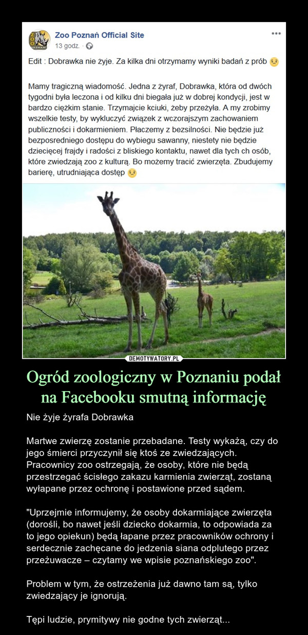 Ogród zoologiczny w Poznaniu podałna Facebooku smutną informację – Nie żyje żyrafa DobrawkaMartwe zwierzę zostanie przebadane. Testy wykażą, czy do jego śmierci przyczynił się ktoś ze zwiedzających. Pracownicy zoo ostrzegają, że osoby, które nie będą przestrzegać ścisłego zakazu karmienia zwierząt, zostaną wyłapane przez ochronę i postawione przed sądem."Uprzejmie informujemy, że osoby dokarmiające zwierzęta (dorośli, bo nawet jeśli dziecko dokarmia, to odpowiada za to jego opiekun) będą łapane przez pracowników ochrony i serdecznie zachęcane do jedzenia siana odplutego przez przeżuwacze – czytamy we wpisie poznańskiego zoo".Problem w tym, że ostrzeżenia już dawno tam są, tylko zwiedzający je ignorują.Tępi ludzie, prymitywy nie godne tych zwierząt... Edit : Dobrawka nie żyje. Za kilka dni otrzymamy wyniki badań z prób :(Mamy tragiczną wiadomość. Jedna z żyraf, Dobrawka, która od dwóch tygodni była leczona i od kilku dni biegała już w dobrej kondycji, jest w bardzo ciężkim stanie. Trzymajcie kciuki, żeby przeżyła. A my zrobimy wszelkie testy, by wykluczyć związek z wczorajszym zachowaniem publiczności i dokarmieniem. Płaczemy z bezsilności. Nie będzie już bezposredniego dostępu do wybiegu sawanny, niestety nie będzie dziecięcej frajdy i radości z bliskiego kontaktu, nawet dla tych ch osób, które zwiedzają zoo z kulturą. Bo możemy tracić zwierzęta. Zbudujemy barierę, utrudniająca dostęp 
