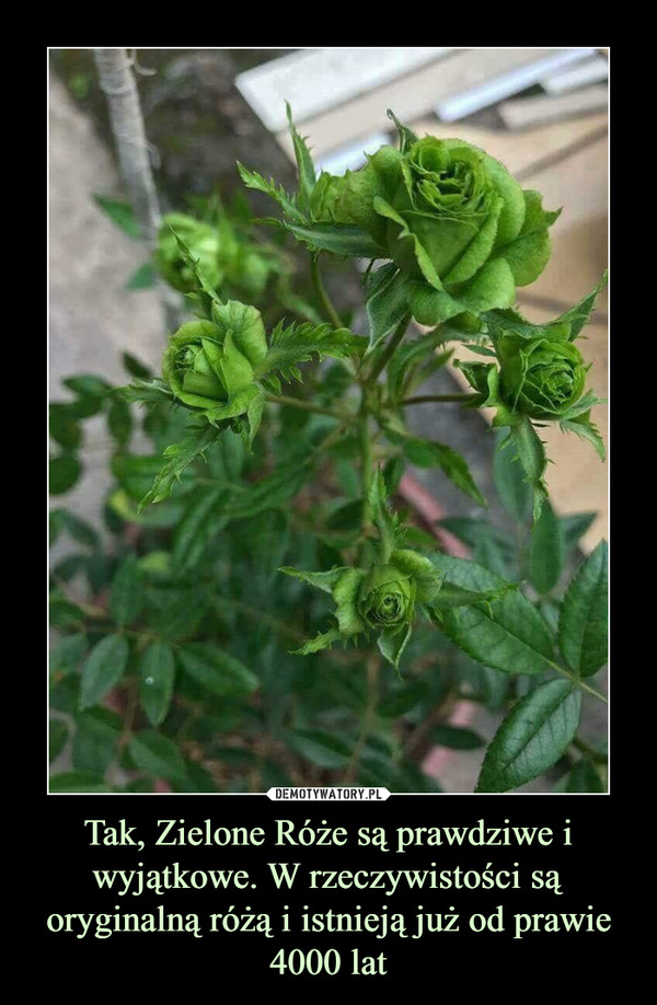 Tak, Zielone Róże są prawdziwe i wyjątkowe. W rzeczywistości są oryginalną różą i istnieją już od prawie 4000 lat –  