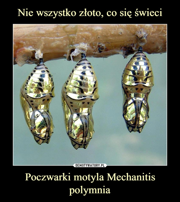 Poczwarki motyla Mechanitis polymnia –  