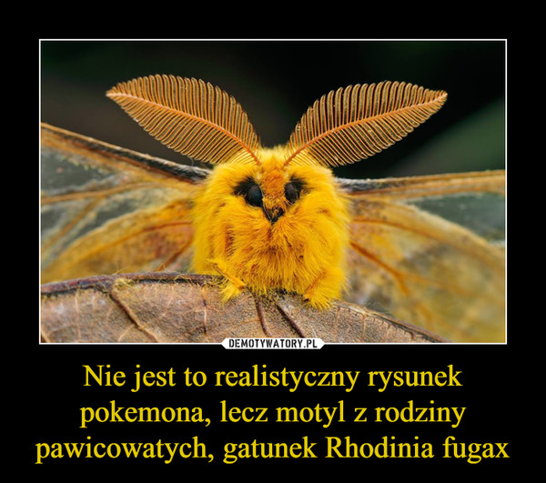 Nie jest to realistyczny rysunek pokemona, lecz motyl z rodziny pawicowatych, gatunek Rhodinia fugax –  