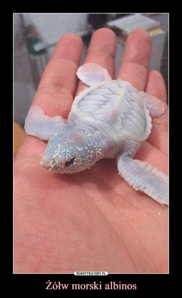 Żółw morski albinos –  