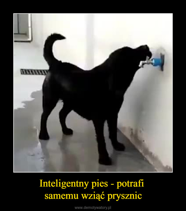 Inteligentny pies - potrafi samemu wziąć prysznic –  