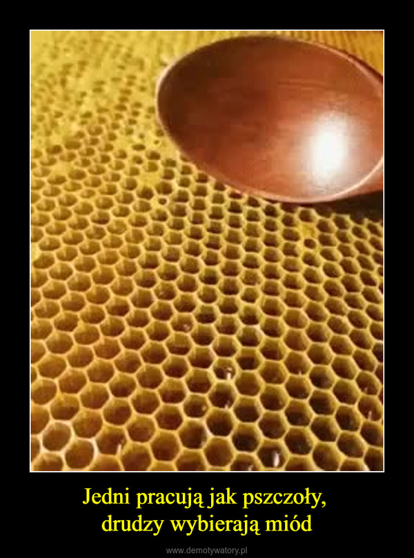 Jedni pracują jak pszczoły, drudzy wybierają miód –  