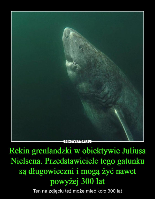Rekin grenlandzki w obiektywie Juliusa Nielsena. Przedstawiciele tego gatunku są długowieczni i mogą żyć nawet powyżej 300 lat