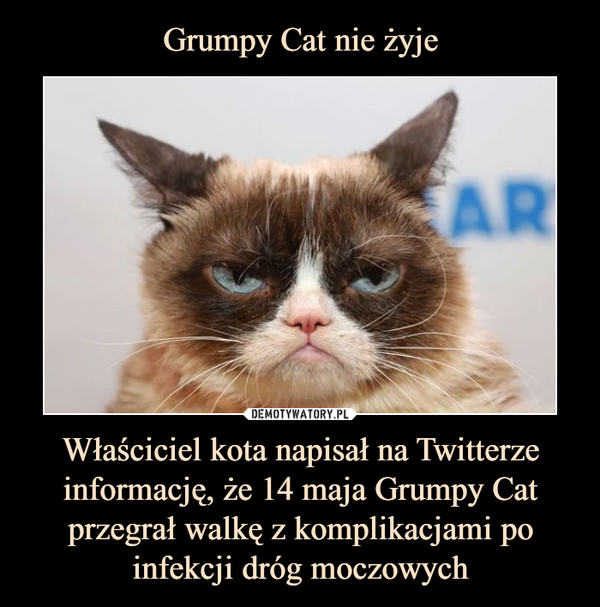 Właściciel kota napisał na Twitterze informację, że 14 maja Grumpy Cat przegrał walkę z komplikacjami po infekcji dróg moczowych –  