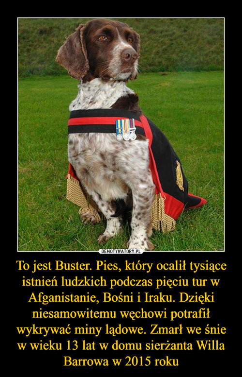 To jest Buster. Pies, który ocalił tysiące istnień ludzkich podczas pięciu tur w Afganistanie, Bośni i Iraku. Dzięki niesamowitemu węchowi potrafił wykrywać miny lądowe. Zmarł we śnie w wieku 13 lat w domu sierżanta Willa Barrowa w 2015 roku