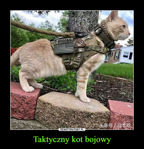 Taktyczny kot bojowy –  