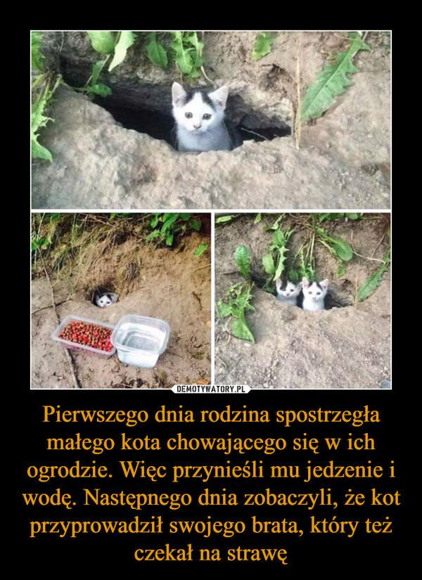 Pierwszego dnia rodzina spostrzegła małego kota chowającego się w ich ogrodzie. Więc przynieśli mu jedzenie i wodę. Następnego dnia zobaczyli, że kot przyprowadził swojego brata, który też czekał na strawę –  