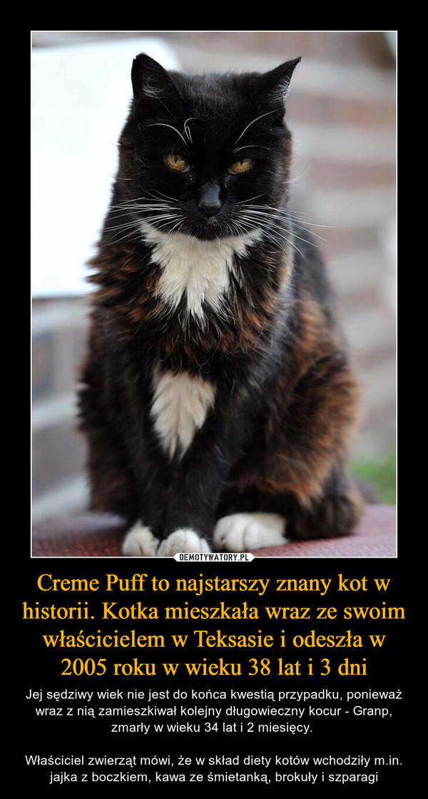 Creme Puff to najstarszy znany kot w historii. Kotka mieszkała wraz ze swoim właścicielem w Teksasie i odeszła w 2005 roku w wieku 38 lat i 3 dni
