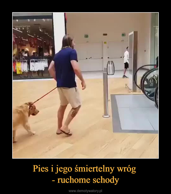 Pies i jego śmiertelny wróg - ruchome schody –  