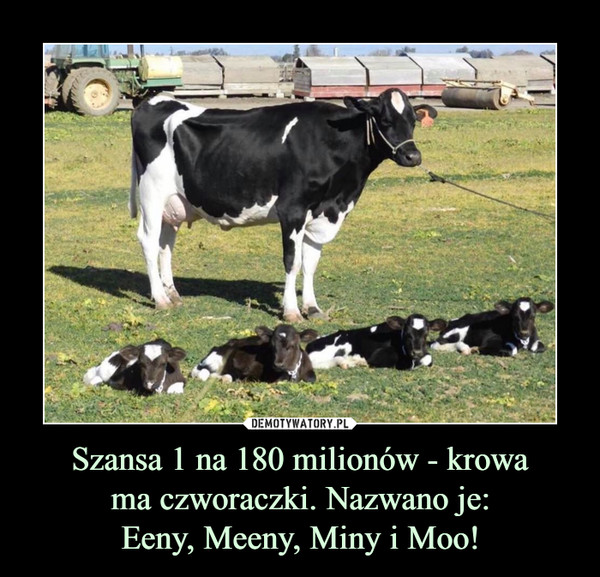 Szansa 1 na 180 milionów - krowa
ma czworaczki. Nazwano je:
Eeny, Meeny, Miny i Moo!