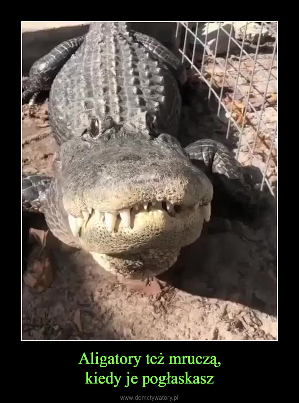 Aligatory też mruczą,kiedy je pogłaskasz –  