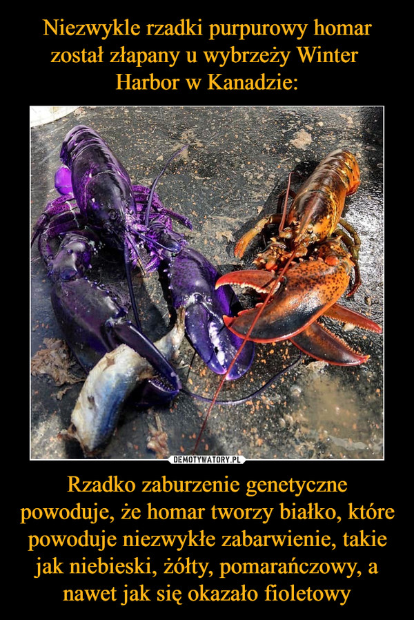 Niezwykle rzadki purpurowy homar został złapany u wybrzeży Winter 
Harbor w Kanadzie: Rzadko zaburzenie genetyczne powoduje, że homar tworzy białko, które powoduje niezwykłe zabarwienie, takie jak niebieski, żółty, pomarańczowy, a nawet jak się okazało fioletowy