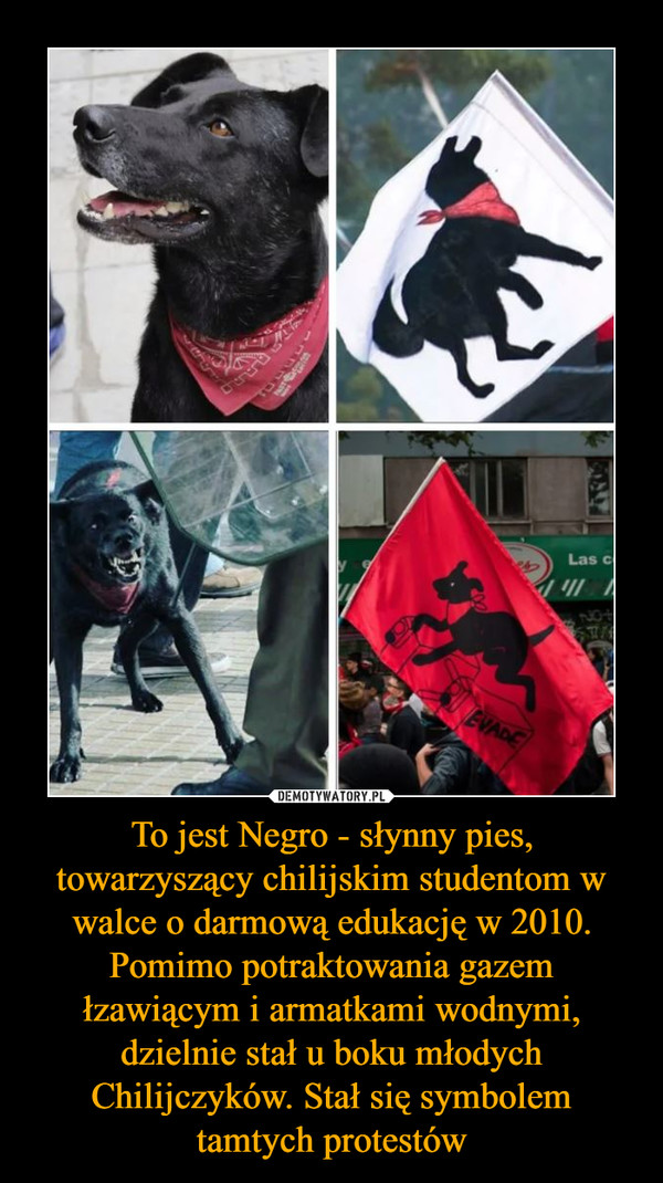 To jest Negro - słynny pies, towarzyszący chilijskim studentom w walce o darmową edukację w 2010. Pomimo potraktowania gazem łzawiącym i armatkami wodnymi, dzielnie stał u boku młodych Chilijczyków. Stał się symbolem tamtych protestów –  