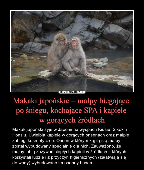 Makaki japońskie – małpy biegające 
po śniegu, kochające SPA i kąpiele 
w gorących źródłach