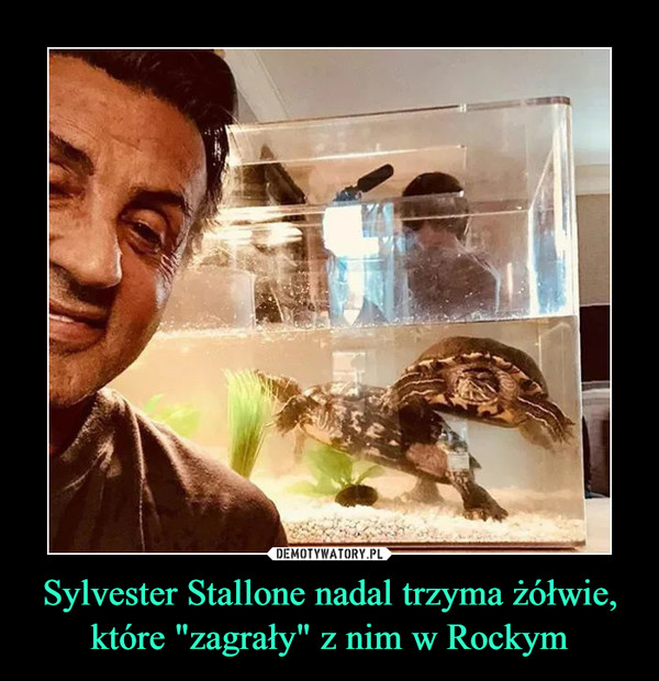 Sylvester Stallone nadal trzyma żółwie, które "zagrały" z nim w Rockym –  