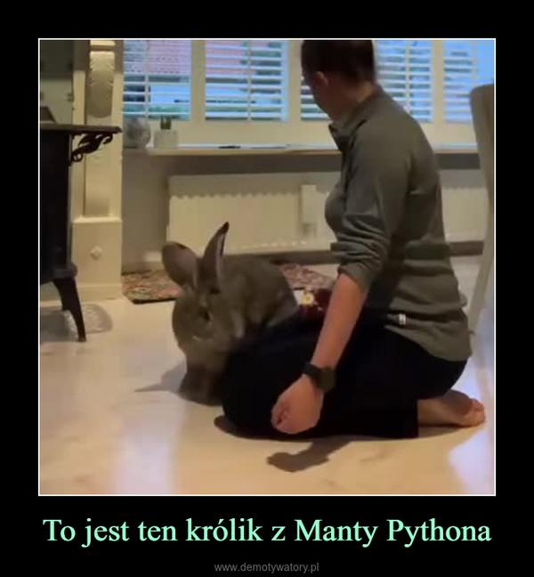 To jest ten królik z Manty Pythona –  